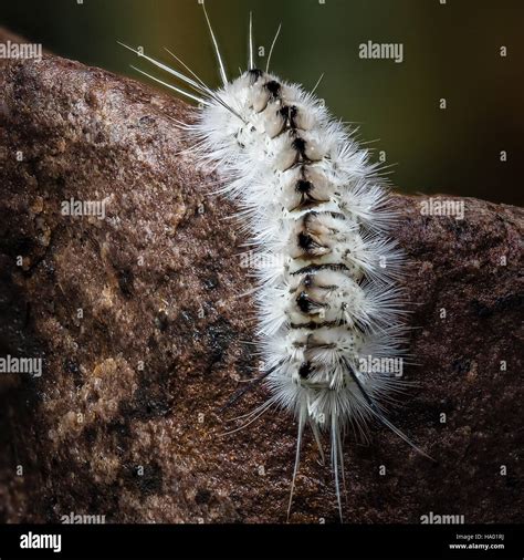 Poisonous white Hickory Tussock Moth Caterpillar on wet rock white ...