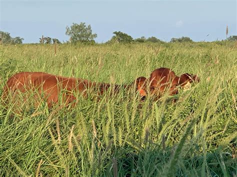 BUFFEL PECOS® BRAND – Buffel Grass Seed Company