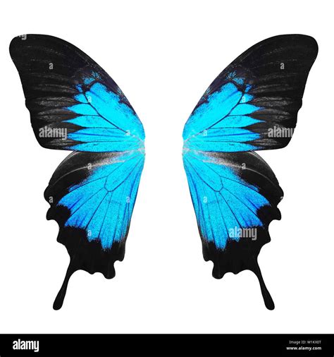 blue butterfly wings. isolated on white background Stock Photo - Alamy