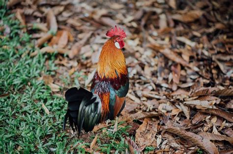 The Red Jungle Fowl Breed Profile – Egg Laying, Temperament, Broodiness - The Happy Chicken Coop