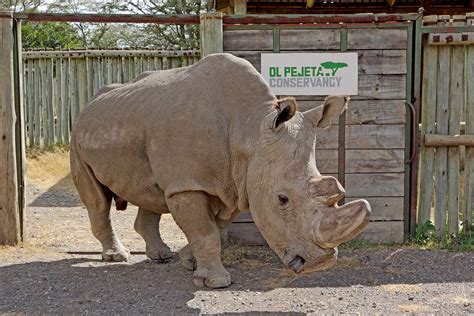 This Is the Last Male Rhino of Its Kind in the World - and It's Sick | Live Science