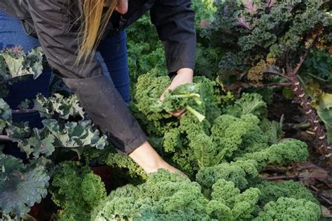 How to Harvest Kale So It Keeps Growing (11 Easy Steps)