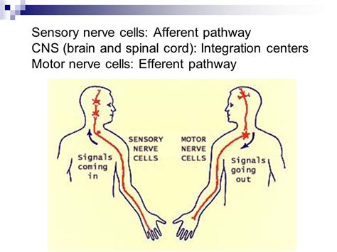 Sensory Motor Function