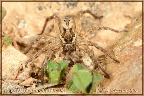 Lycosa tarantula | ArachnoPhoto - Spiders of Europe