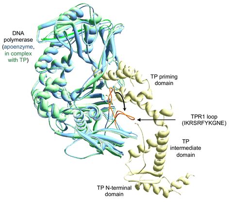 Dna Polymerase 1 Structure