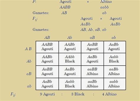 Biolearnspot: Recessive epistasis