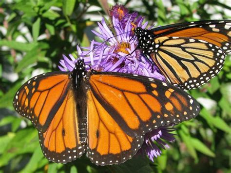 Monarch Butterfly Habitat Exchange | Environmental Incentives