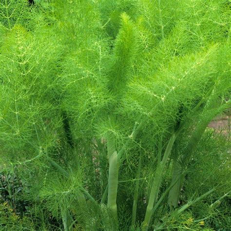 Herb Fennel Common Green | Herbs | Premier Seeds Direct ltd