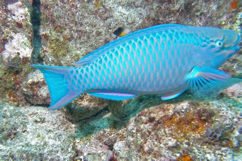 Queen Parrotfish | Mark Harris | Flickr