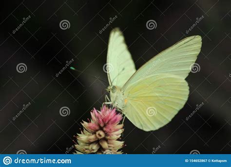 White Sulphur Butterfly Feeding on a Wildflower Stock Image - Image of ...