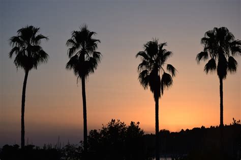 Free Images : silhouette, sunrise, sunset, palm tree, dawn, dusk, evening, night sky, savanna ...