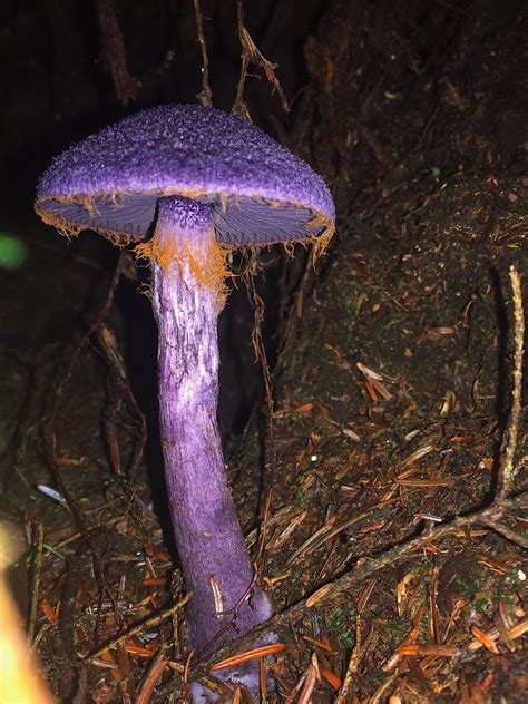 What Is A Purple Mushroom - All Mushroom Info