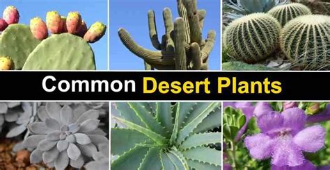 Most Common Desert Plants