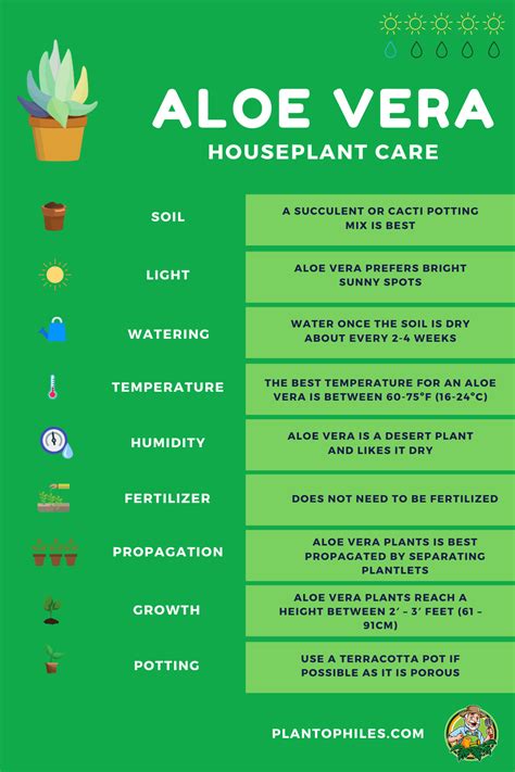 Aloe Vera Houseplant Care | Ide berkebun, Tanaman, Kebun