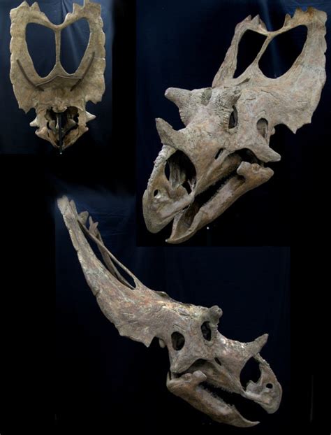 Utahceratops Skull Replica with base | DINOSAURS ROCK SUPERSTORE ...