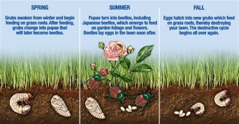 What Do Grubs Look Like? | Grub Identification Guide