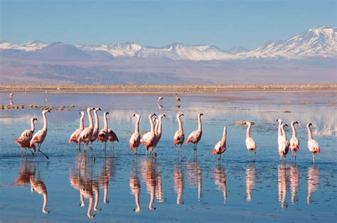 Flamingos by Patricia Moraes | 500px | America travel, Amazing travel destinations, Around the ...