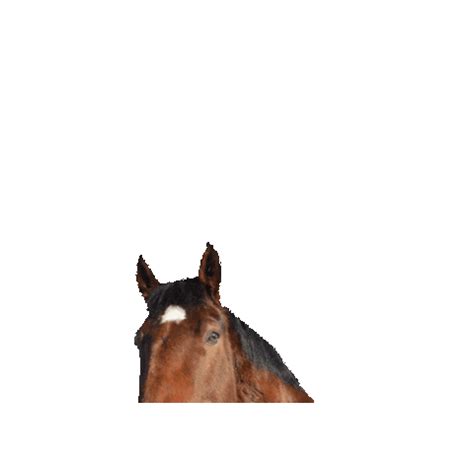 Forageplus Horse GIFs on GIPHY - Be Animated