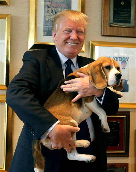 Put it on paws? Trump visit is uncertain for dog show champ | The Seattle Times