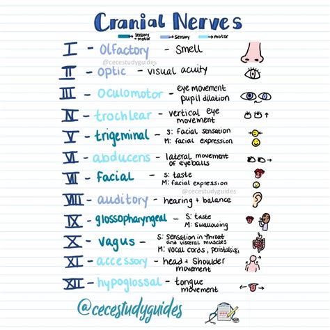 Cranial Nerves Cheat Sheet for Nurses and Nursing Students | Nurse study notes, Nursing school ...