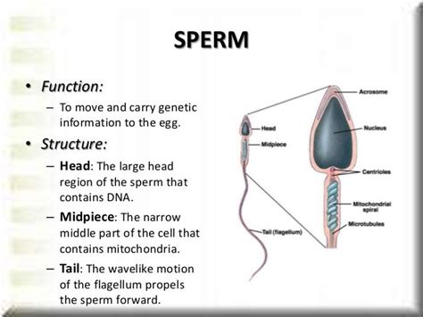 Male reproductive system