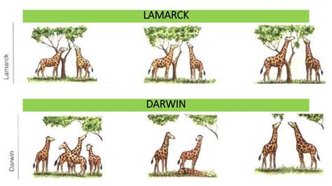 Lamarck And Darwin Theory