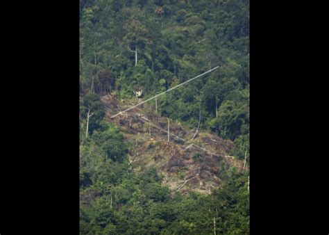 Hutan Gundul Baru | ANTARA Foto