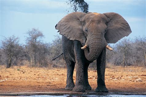 African Elephant Wallpaper (68+ images)