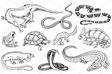 Set of reptiles and amphibians. Wild Crocodile, alligator and snakes, monitor lizard, chameleon ...