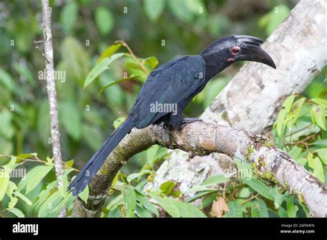 Female Asian Black Hornbill Stock Photo - Alamy