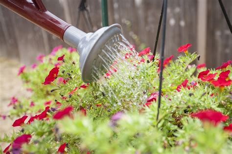 How to Water Hanging Baskets - Walter's Greenhouses and Garden Centre