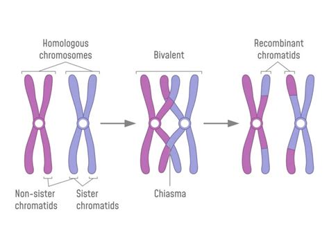 Dominance and Crossing Over - Biology Online Tutorial