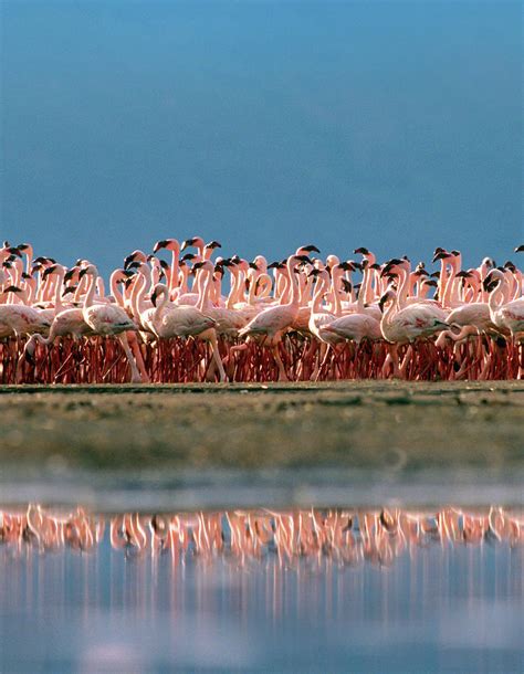 Lesser Flamingos over Lake Magadi Kenya Photograph by Tim Fitzharris ...