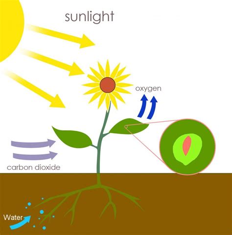 Plant Photosynthesis