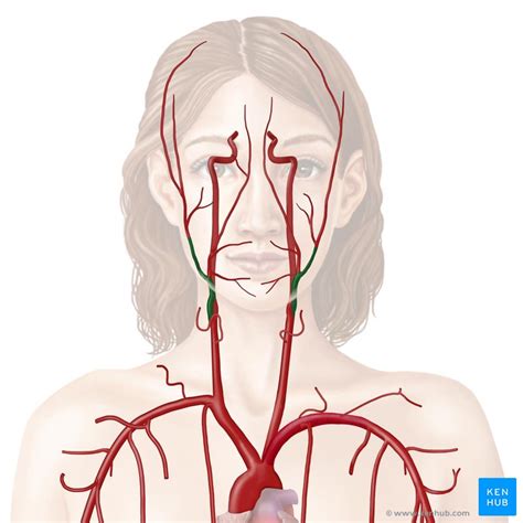 How Many Carotid Arteries In The Neck / Dissection of the carotid artery. After displacing the ...