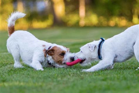 Playing or fighting? Guide to dog playing | ElleVet Sciences