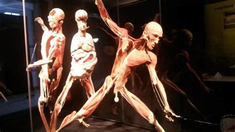 TERRIBLE - Review of Gunther von Hagens' Body Worlds, Bruges, Belgium - Tripadvisor