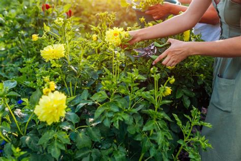 Everything You Need to Know About Dahlia Flower Care | HappySprout