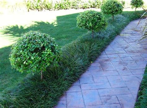 Ophiopogon 'Tall' Mondo Grass | Mondo Grass | Mondo Grass Tall