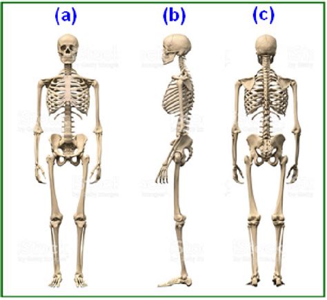 Bone structure and skeletal system of human body (a) Anterior (front... | Download Scientific ...