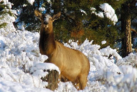 Government invests $40,000 in East Kootenay wildlife | Columbia Valley, Cranbrook, East Kootenay ...