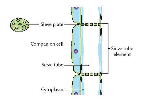 draw diagram of phloem tissue and label on it all three elements of phloem - Science - Tissues ...