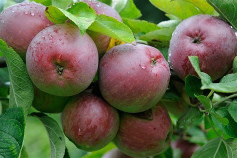 Malus domestica - BBC Gardeners World Magazine