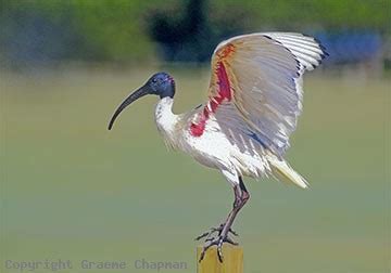 Australian White Ibis - Australian Birds - photographs by Graeme Chapman