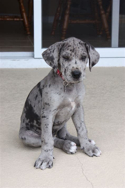 Great Dane – Patient and Friendly | Dane puppies, Great dane puppy ...