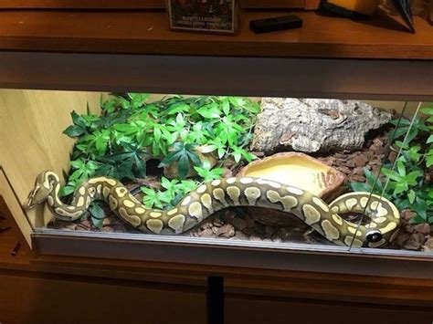 How to set up the Ball Python Enclosure Tank? - Pets & Animals