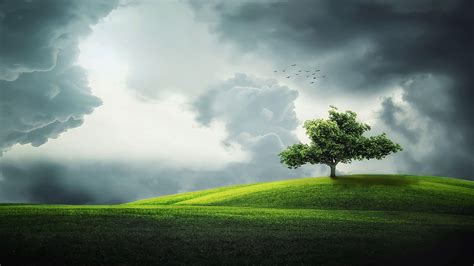 10 Best 4k wallpaper tree You Can Use It Without A Penny - Aesthetic Arena