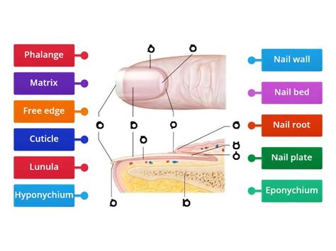 Structure of the Nail - Labelled diagram