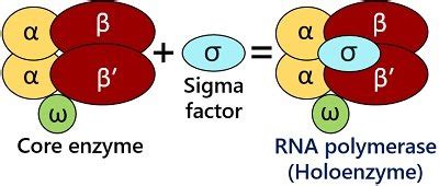 In Prokaryotes the Rna Polymerase Holoenzyme Consists of