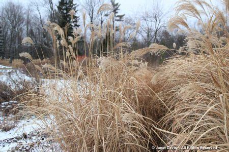 Ornamental Grasses in Winter | Janet Davis Explores Colour